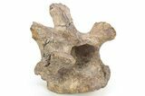 Hadrosaur (Edmontosaurus) Cervical Vertebral Arch - Wyoming #229718-3